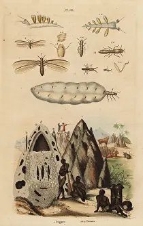 Dhistoire: Harvester termite and mound, and sea slug