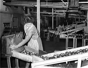 Emptied: HARVESTING APPLES