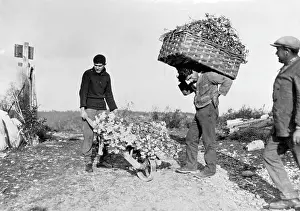 Vence: HARVESTING CARNATIONS