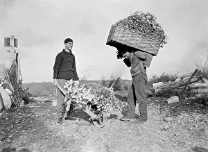 Vence: HARVESTING CARNATIONS