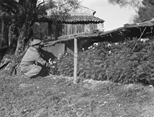 Vence: HARVESTING CARNATIONS