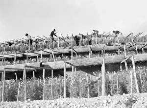 Vence: HARVESTING CARNATIONS