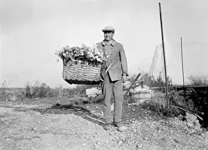 Vence: HARVESTING CARNATIONS