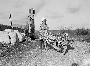 Vence: HARVESTING CARNATIONS