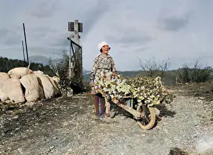 Vence: HARVESTING CARNATIONS