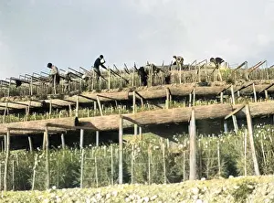 Vence: HARVESTING CARNATIONS