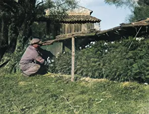 Vence: HARVESTING CARNATIONS