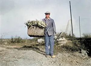Vence: HARVESTING CARNATIONS