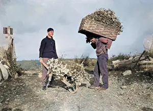Vence: HARVESTING CARNATIONS