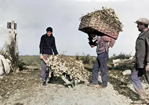 Thecolourisedpic: HARVESTING CARNATIONS