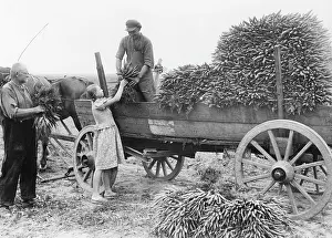 Beets: Harvesting carrots, 1937