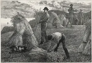 Sheaves: HARVESTING CORN 1877