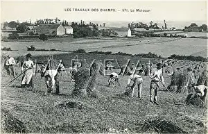 Farmworkers: HARVESTING CORN, FRANCE