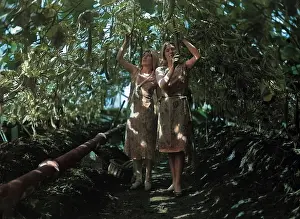 Cucumbers: HARVESTING CUCUMBERS