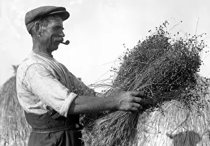 Wizened: Harvesting Flax 1930s