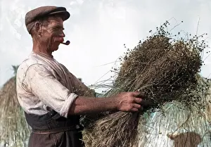 Wizened: Harvesting Flax 1930s