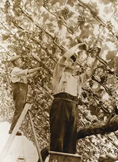 Hothouse: HARVESTING GRAPES