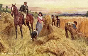 Cornfield: HARVESTING BY HAND