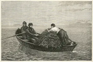 Rowed: Harvesting kelp