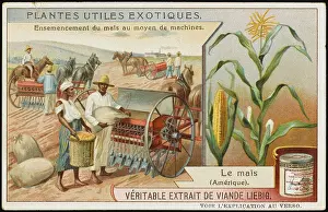 Cereals: HARVESTING MAIZE