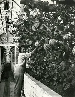 Squeezes: HARVESTING MELONS