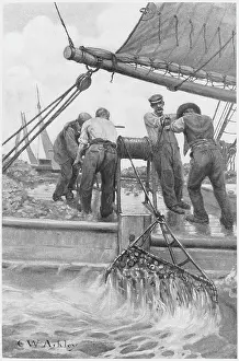 Shellfish: HARVESTING OYSTERS