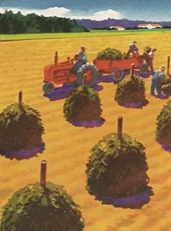 Peanut: Harvesting Peanuts
