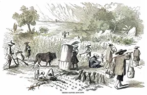 Harvesting rice in Hong Kong