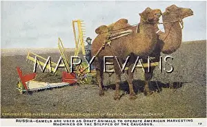 Steppes: HARVESTING IN RUSSIA