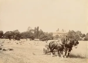 Harvesting scene on a Cheshire farm