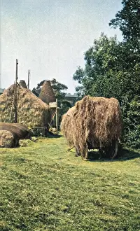 Oast: Harvesting scene with laden cart