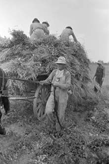 Rs6wnlcgr: Harvesting soybean hay with a mule drawn wagon