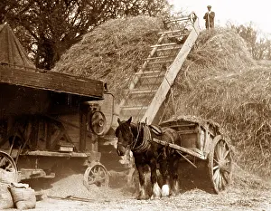 Stacking: Harvesting - stacking the hay probably 1920s