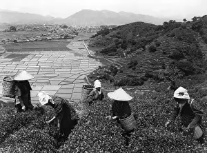 Farmhand: Harvesting tea in Japan