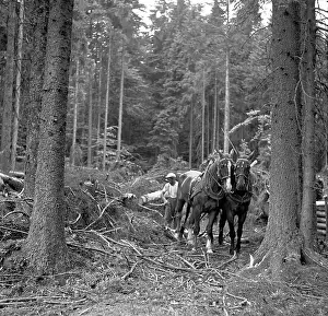 Logger: Harvesting timber