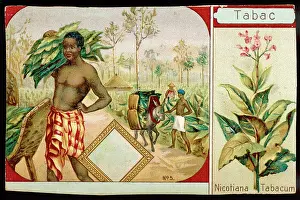 Tabacum: HARVESTING TOBACCO