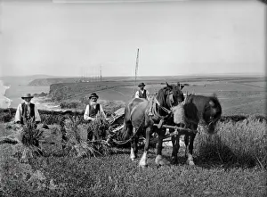 Picturing England: Harvesting at Trenance