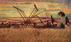Threshing: Harvesting Wheat