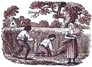 Sickles: Harvesting wheat, c. 1800