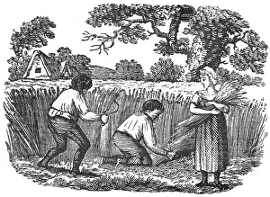 Sickles: Harvesting wheat, c. 1800