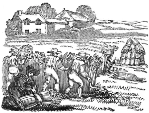 May17: Harvesting wheat in a field, c.1800