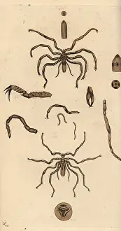 Phalangium: Harvestman spider species