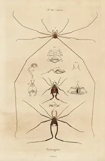 Harvesters: Harvestmen, harvesters or daddy longlegs, Opiliones species