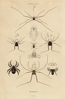 Harvesters: Harvestmen, harvesters or daddy longlegs, Opiliones species