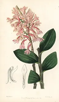 Lindley: Hasselt's dendrobium orchid, Dendrobium hasseltii