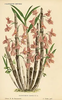 Spinach: Hasselt's dendrobium orchid or spinach orchid