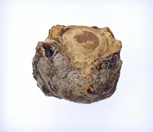 Resin: Hastings amber