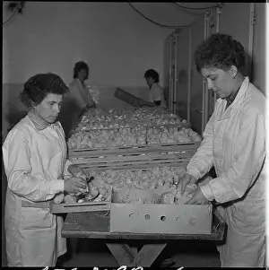 Hatches: Hatchery, hatching, chicks