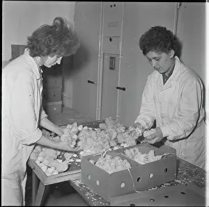 Hatches: Hatchery, hatching, chicks, chicken