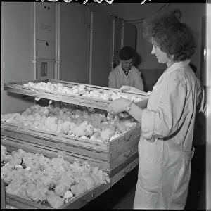 Hatches: Hatchery, hatching, chicks, chicken